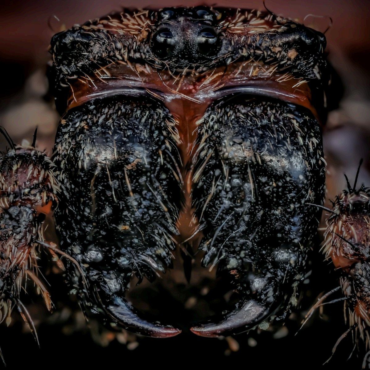 Araña · retrato frontal